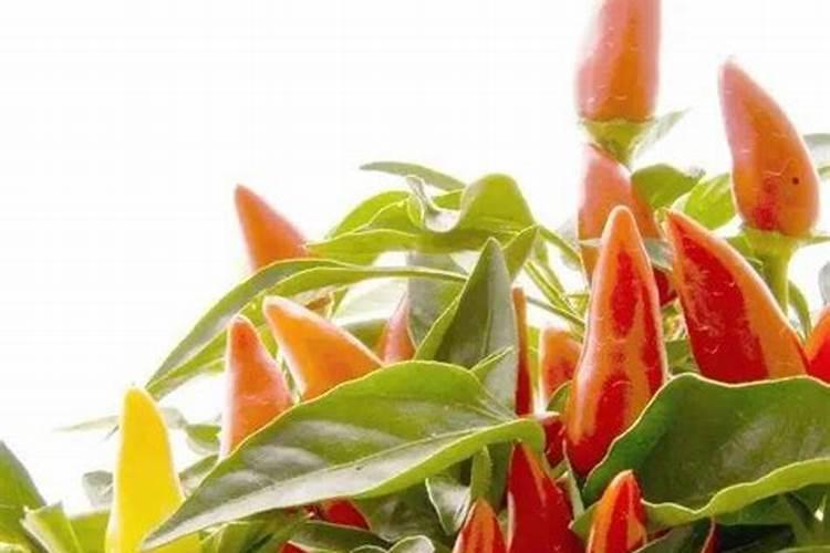 辣椒用什么肥料好
