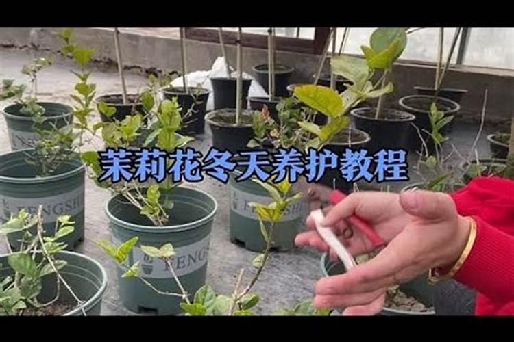 茉莉花如何施肥