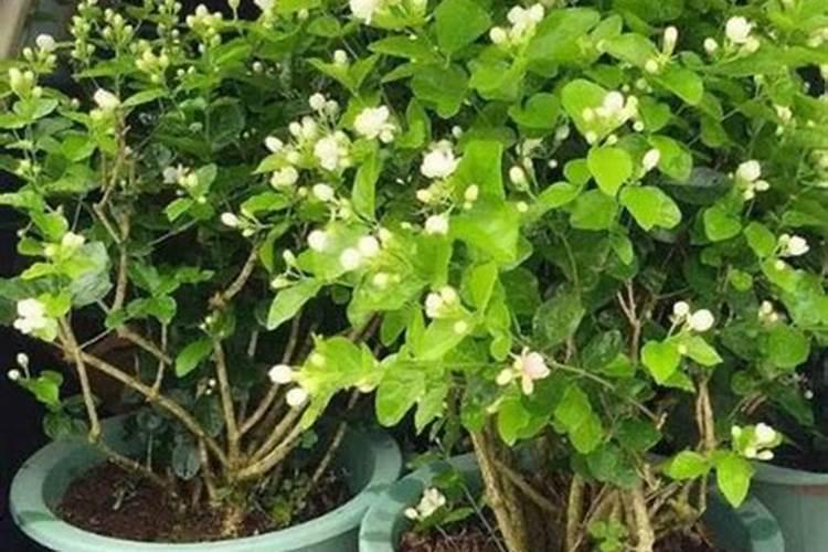 茉莉花四季怎么施肥