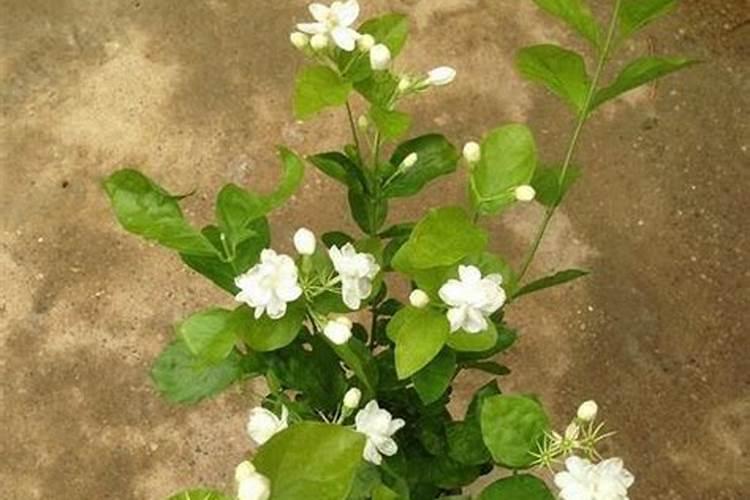 茉莉花怎么施肥施什么肥