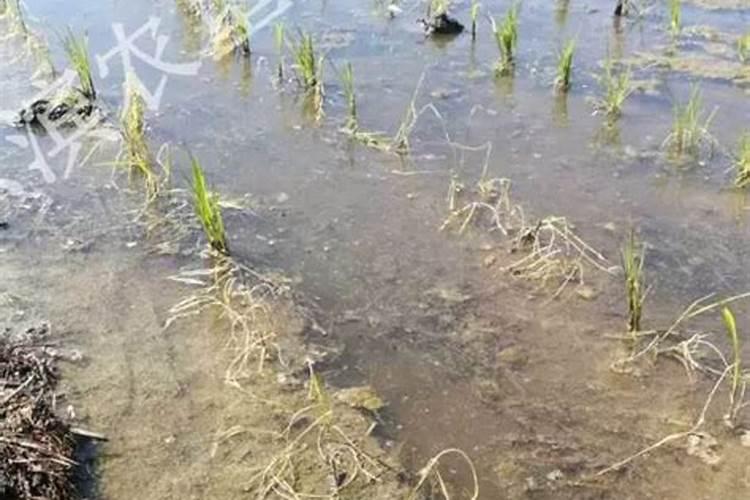 水稻种植技术 水稻养殖方法总结
