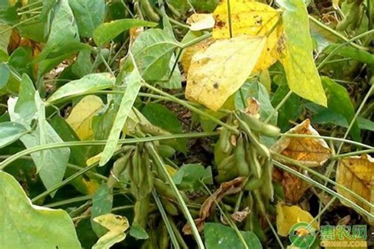 草坪籽怎么种 草坪籽的种植方法