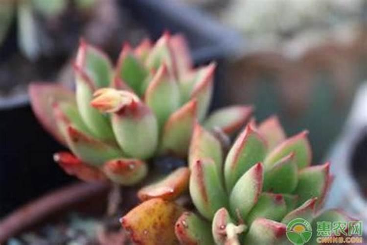 多肉植物用什么肥料比较好