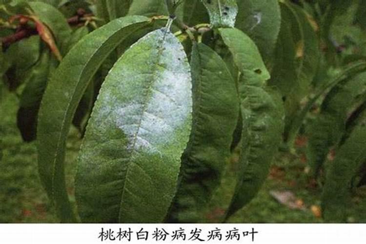甜瓜的白粉病防治？
