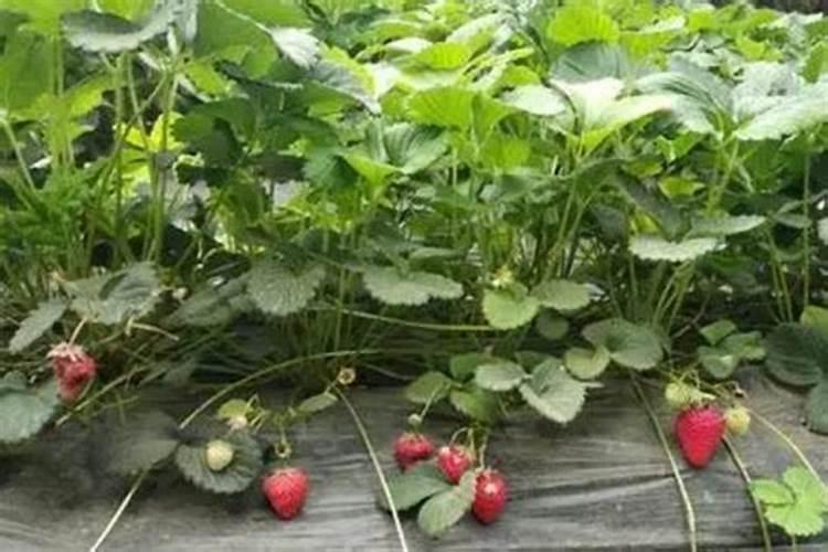 草莓要施什么肥料