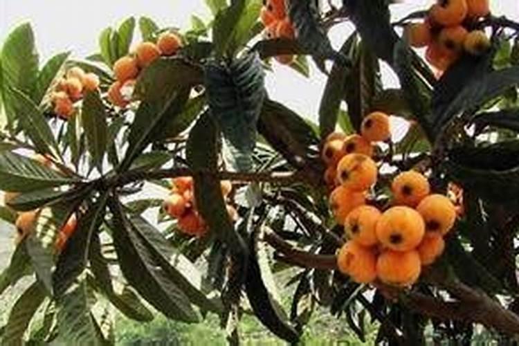 枇杷果实膨大需要什么肥料？枇杷全年施肥表用药一览表,枇杷叶面肥用金泰...