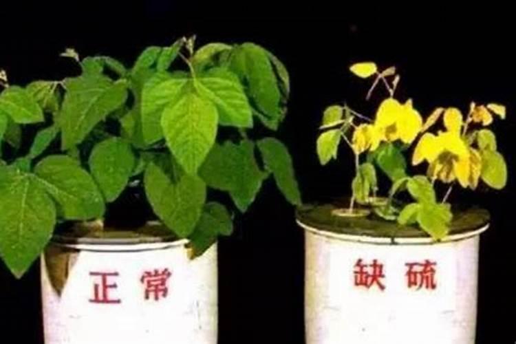 如何判断植物缺肥？能用磷酸二氢钾喷红薯吗？