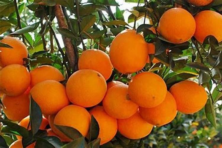 山地脐橙施肥时间及方法 山地脐橙施肥时间和方法