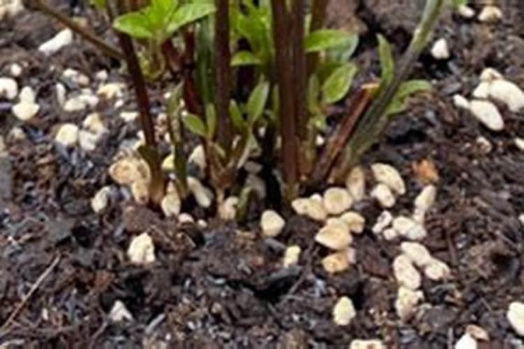 玉米施尿素好还是硝酸磷好？