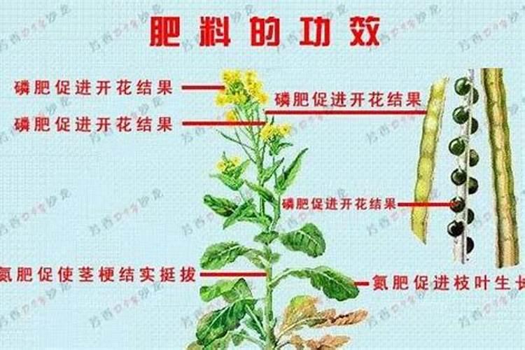 哪种肥料含氮肥高