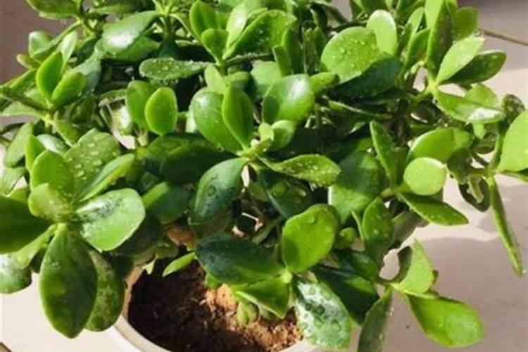 芸苔素内脂在大樱桃树上的具体使用配比