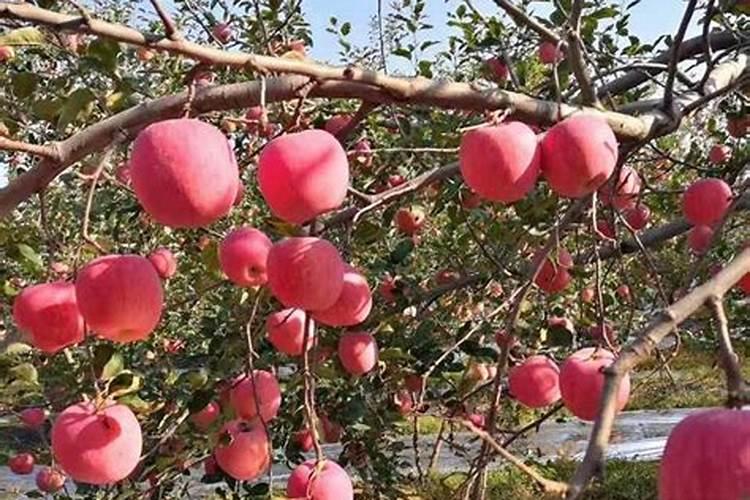 刚移栽的苹果树能上化肥吗？