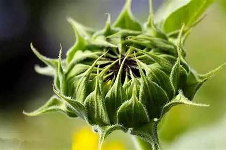 在农村种植一亩小麦,每年的收入能达到多少？