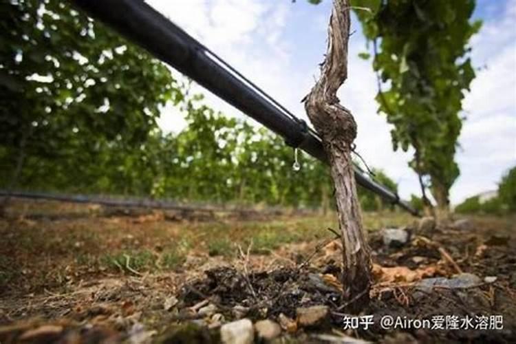 水溶肥≠冲施肥!千万别再搞混了!