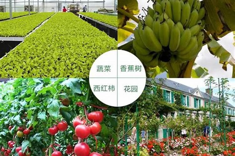 杭椒怎样栽培管理
