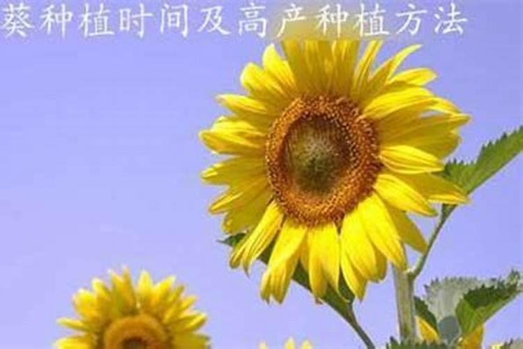 向日葵用什么肥料好
