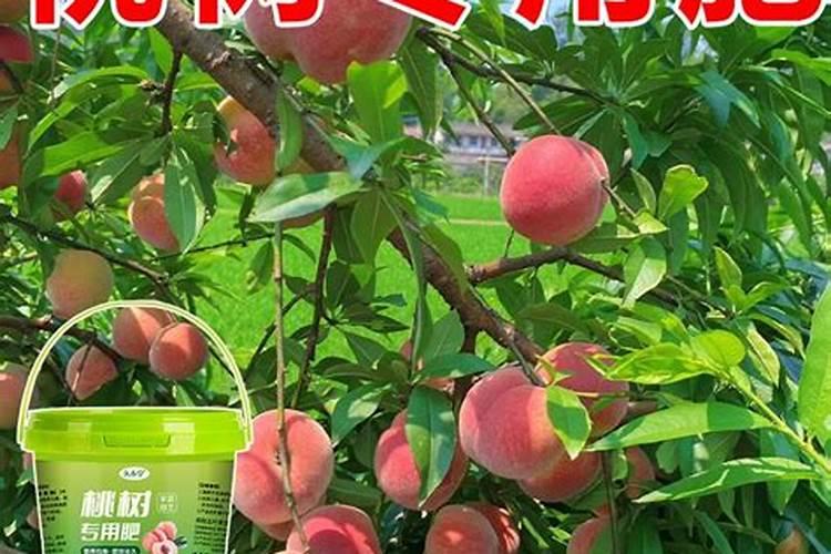 凤尾竹几天浇一次水比较好