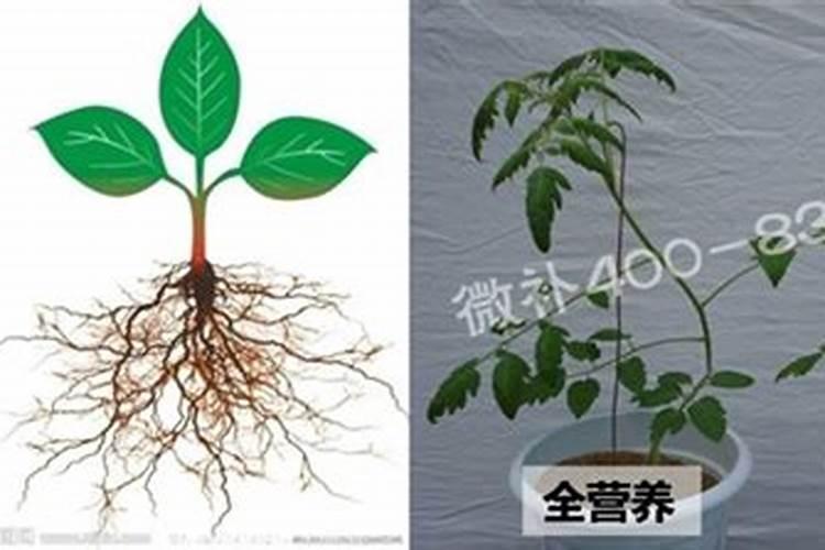 种植辣椒施什么肥好 种辣椒用什么肥料