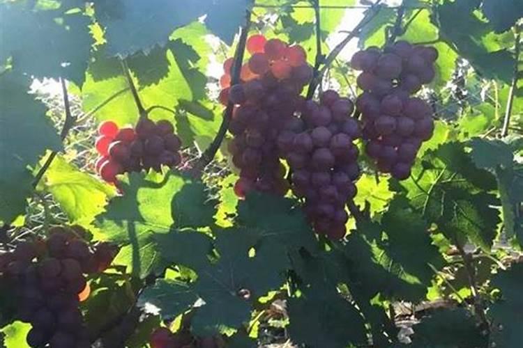 缺磷导致的疾病有哪些具体表现？