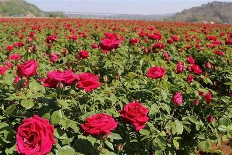 什么时候给杜鹃花喷叶面肥合适？