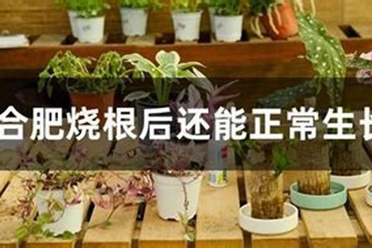 水稻什么时候用叶面肥？
