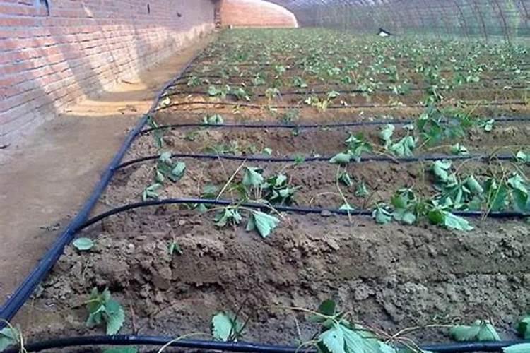 用椰糠可以高压繁殖荔枝树吗