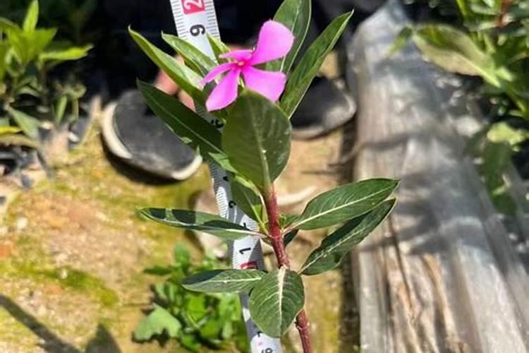 长春花的养殖方法和注意事项？