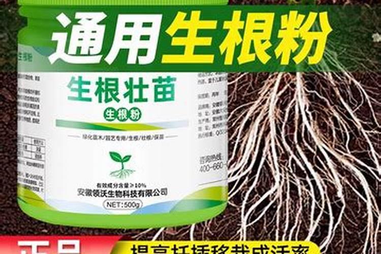 红薯一年四季都有吗 一般种几个月才能收获