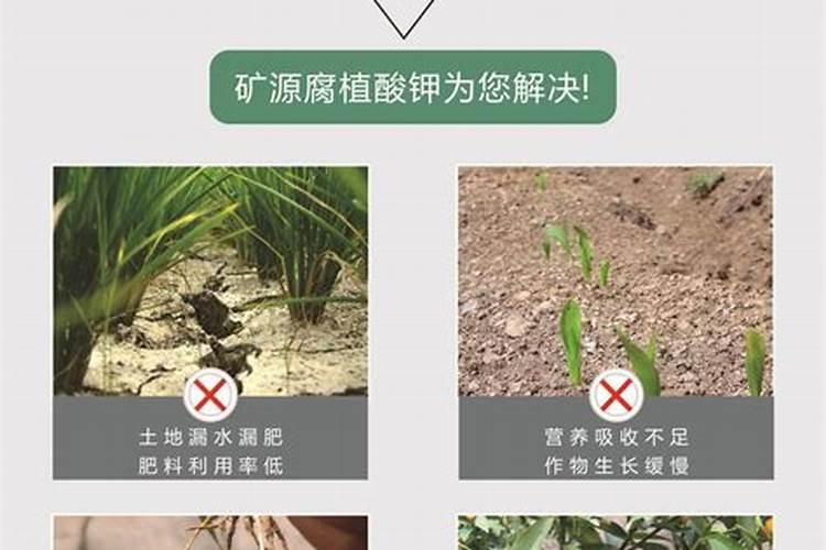 根多多可以浇老桩吗