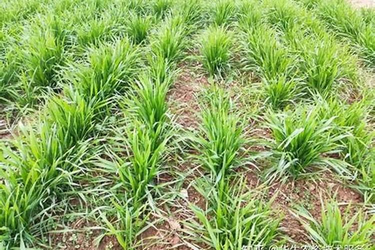 红糖为什么能做作物叶面肥