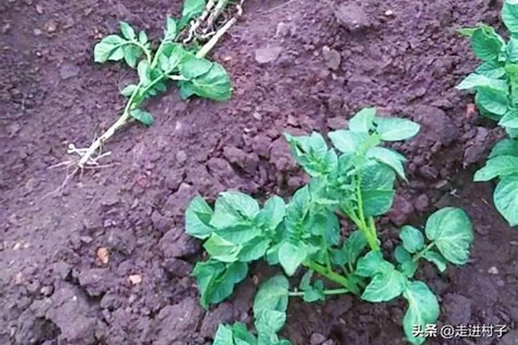 土豆什么时候追肥最佳