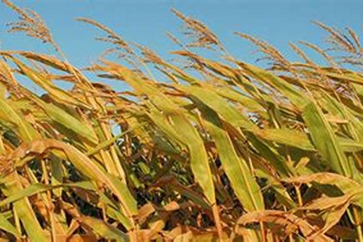 种植大棚草莓一亩地大概要多少成本呢