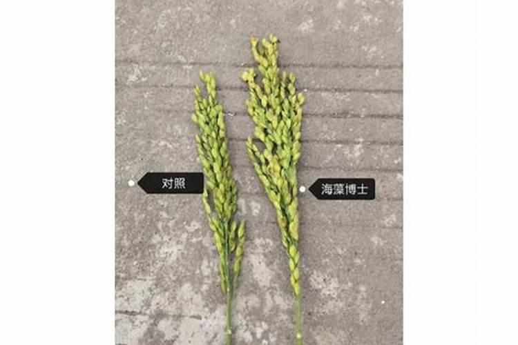 微量元素水溶肥的作用及功效