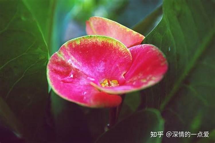 无花果地栽一般多高打顶