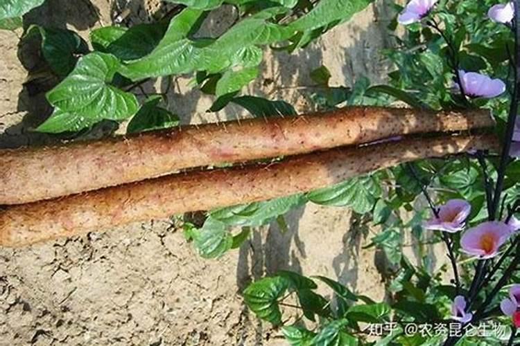 江苏金土地种业有限公司主要经营品种