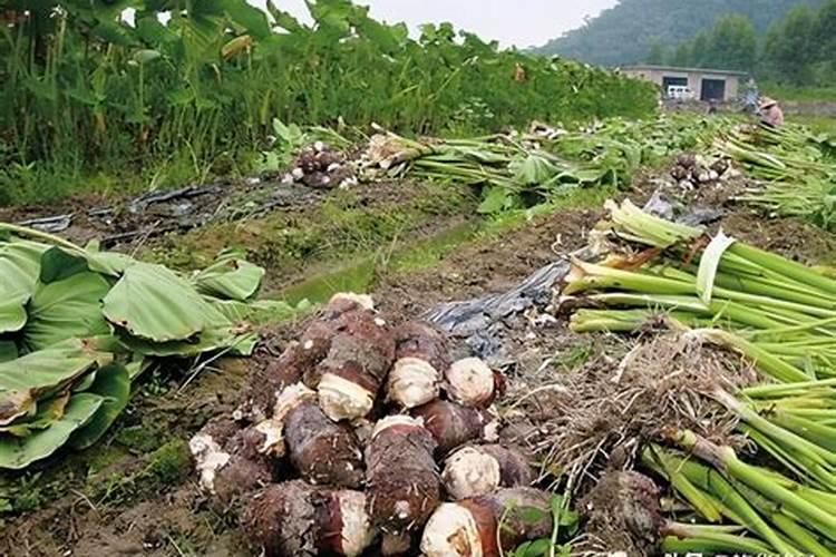 芋头膨大期用什么肥料