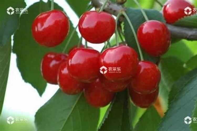 哪些激素或者药物可以提高大樱桃的坐果率？