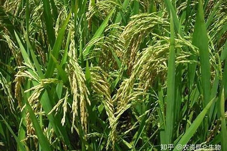 白灼甜豆角怎样做才可口？