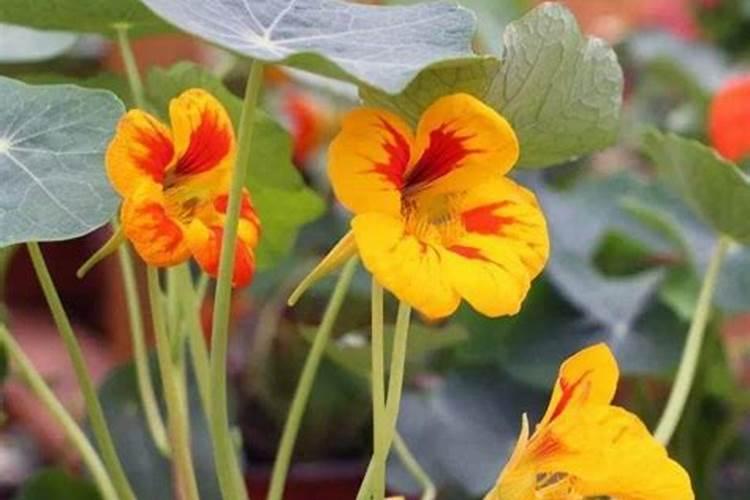 芸苔素14,24,28的区别是什么？