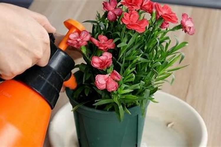 康乃馨施什么肥好