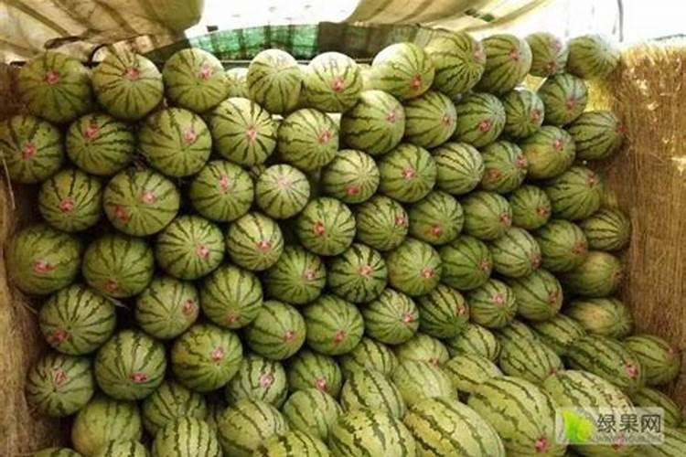 西瓜膨果期用什么肥料