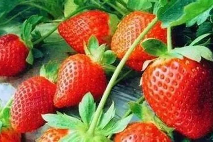 哪些园林树种耐涝？