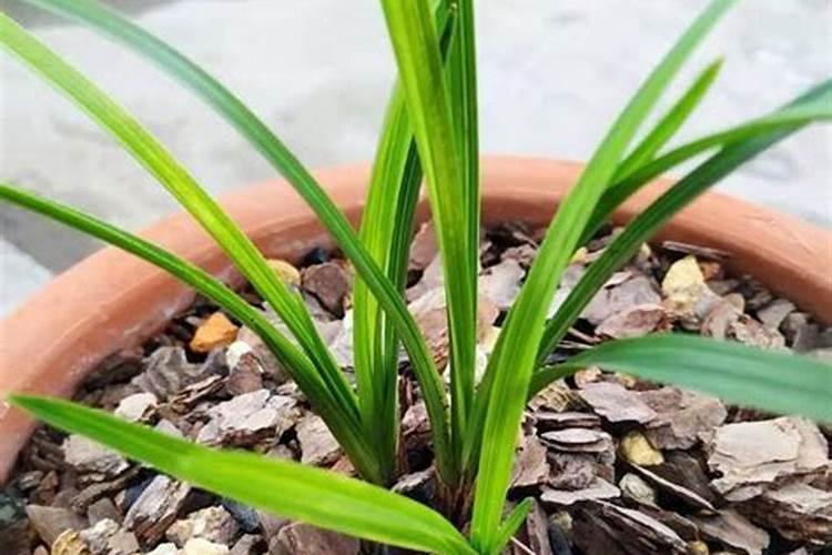 四季豆种植方法和管理技术有哪些？