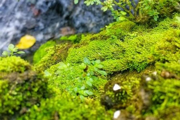 磷肥可以杀青苔吗