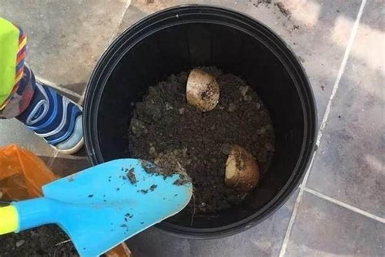 肥料不埋入土中,只是洒在花盆里,洒完后,浇水,营养一样可以被植物吸收...