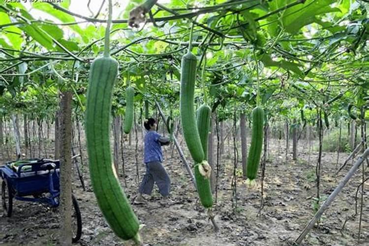 丝瓜浇什么肥料合适