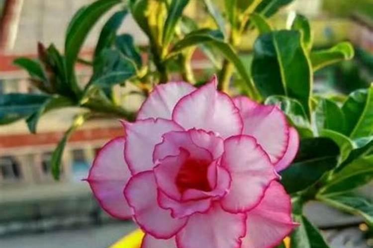 玫瑰花正在开花能施肥吗