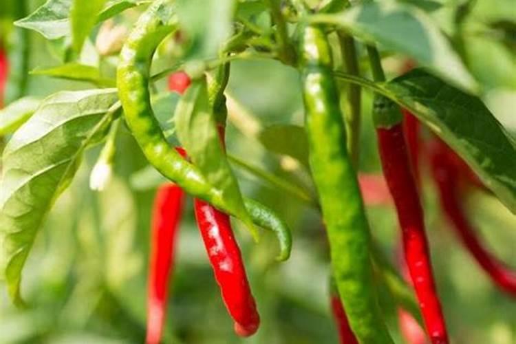 辣椒开花时施什么肥最好