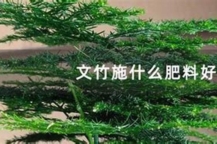 四季小白菜怎么种