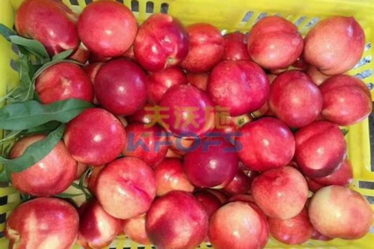 油桃膨果期用什么可以促进果实着色